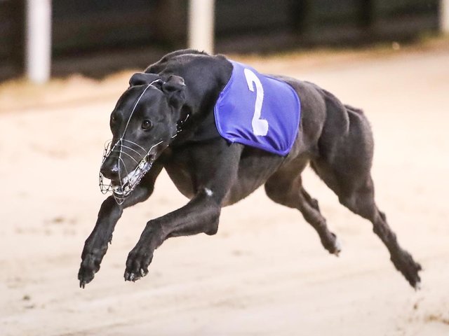 Ice On Fire, black greyhound stud dog