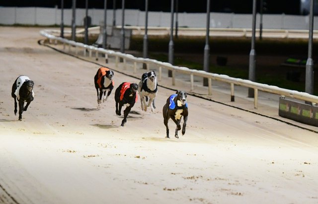 Links Maverick, black greyhound stud dog