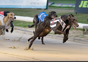 March On Freddie, black greyhound stud dog